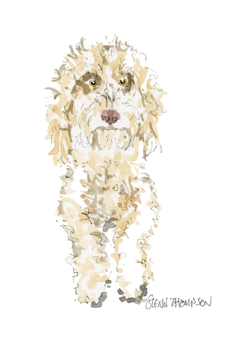 A Cockapoo Glenn Thompson watercolour