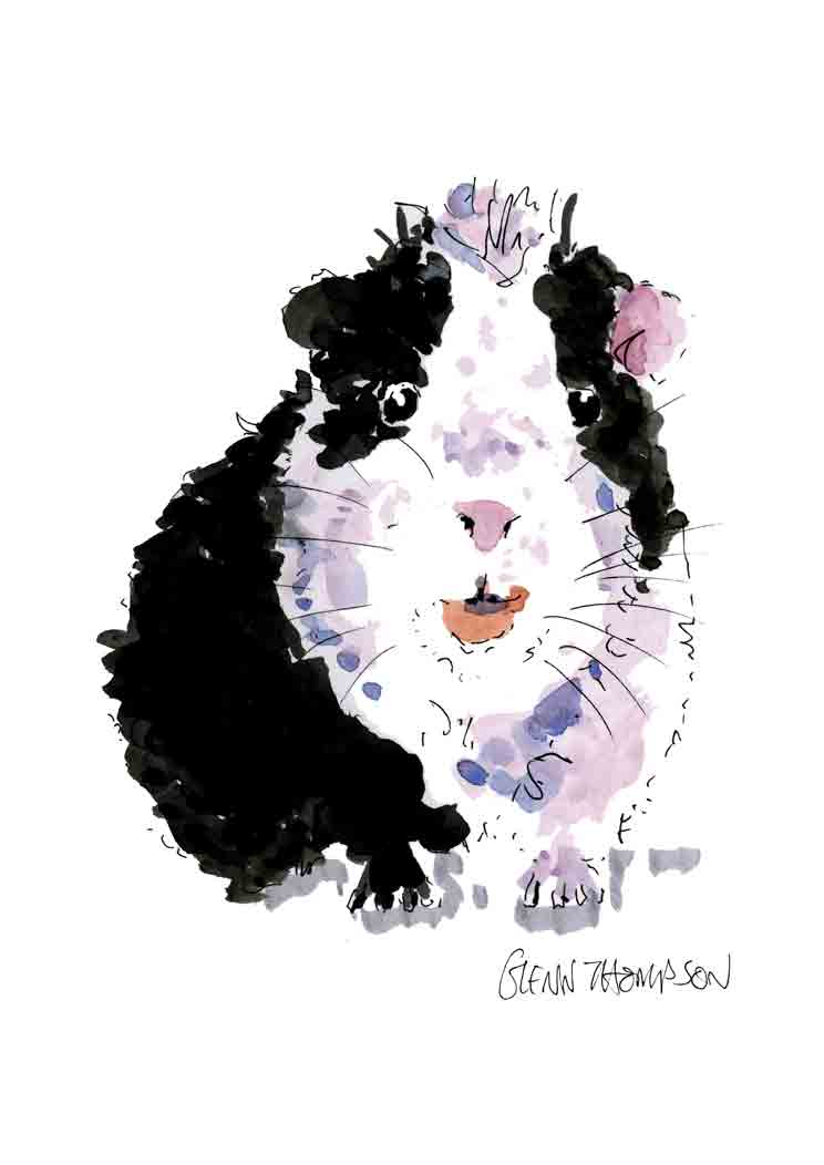 A cute guinea pig. A Glenn Thompson print.