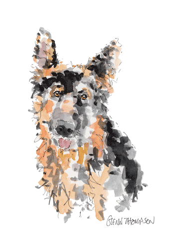 A German Shepherd watercolour by Glenn Thompson