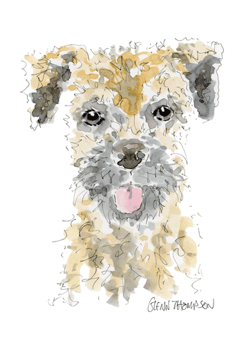 Border Terrier watercolour by Glenn Thompson