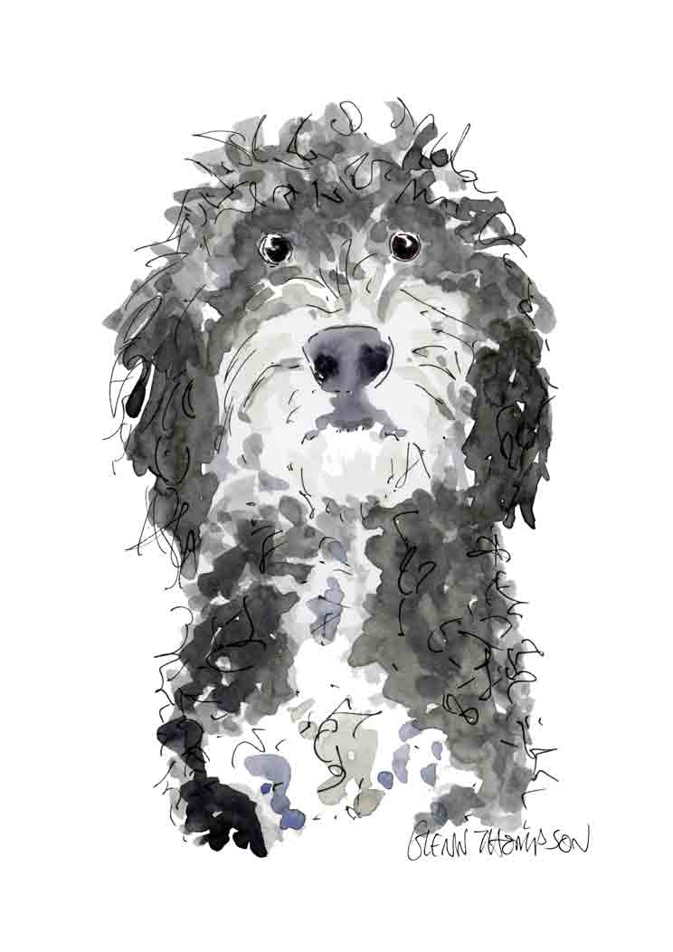 Cockapoo a Glenn Thompson Print