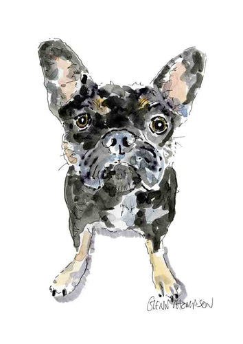 French bulldog 2 a Glenn Thompson Print