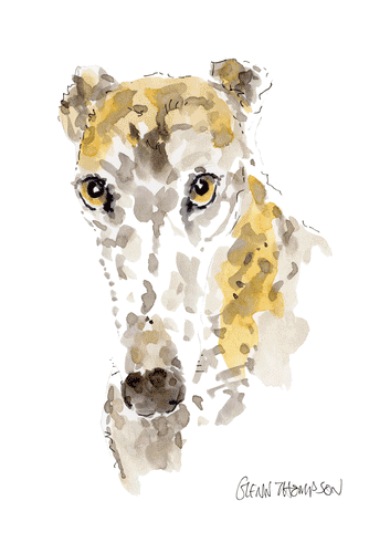 Brindle Greyhound watercolour by Glenn Thompson