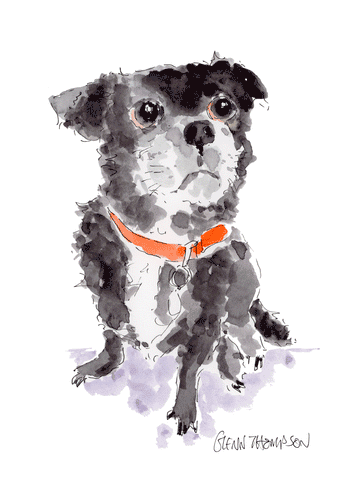 A Jug dog watercolour by Glenn Thompson