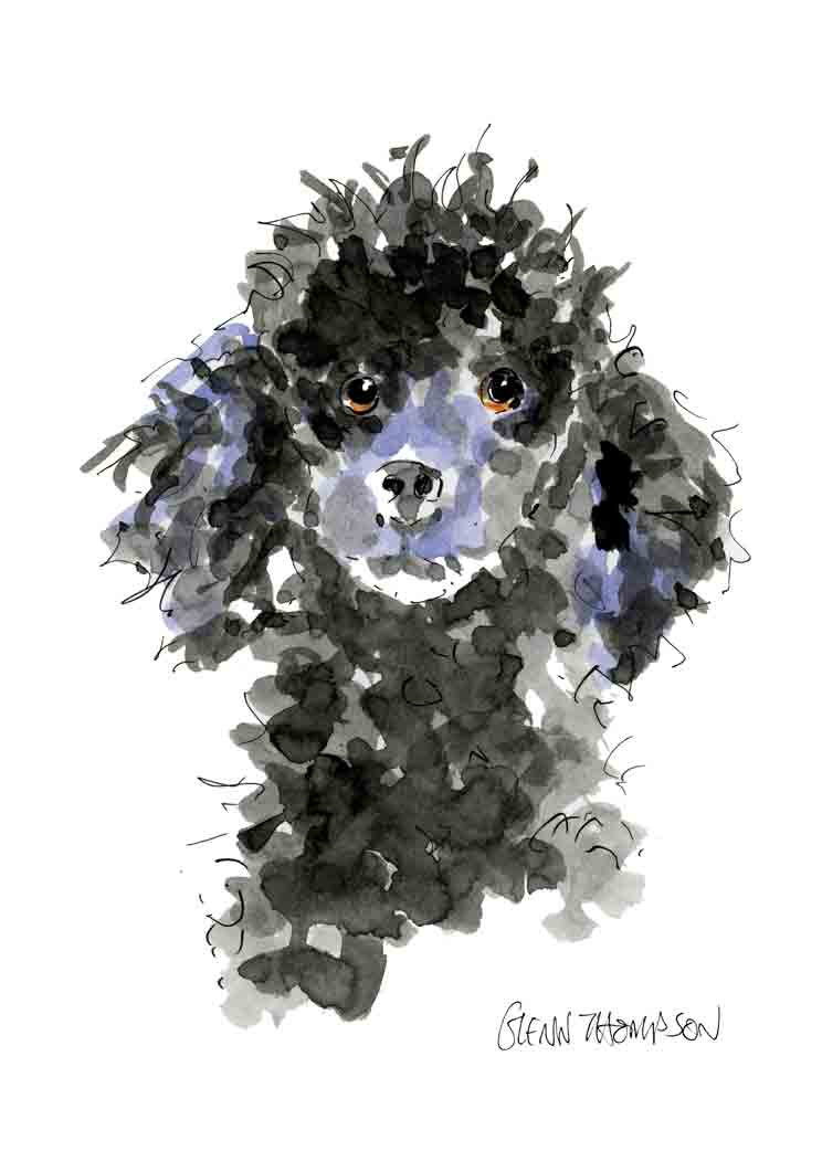 A black poodle a Glenn Thompson print
