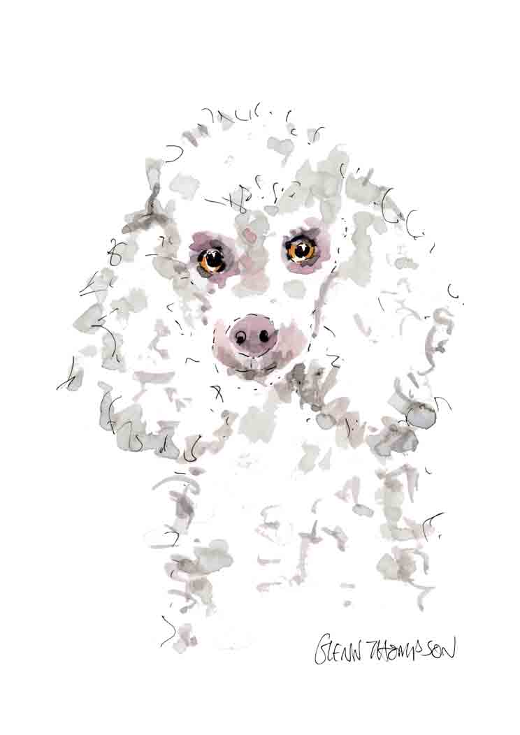 A white poodle a Glenn Thompson print