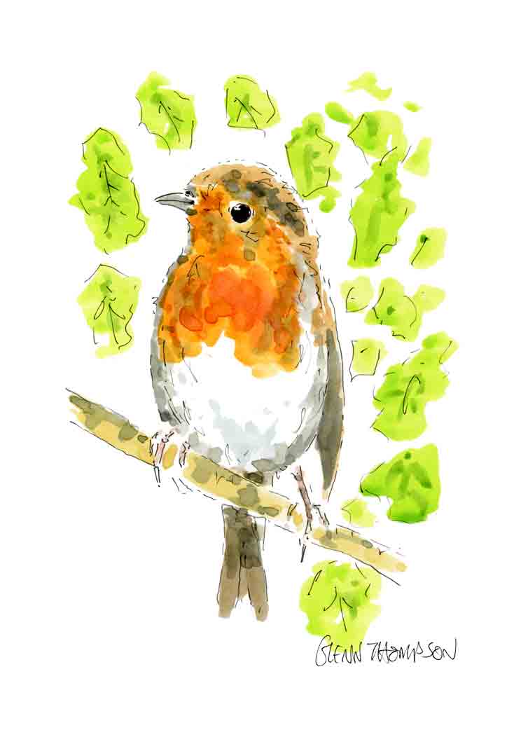 A Robin a Glenn Thompson Print