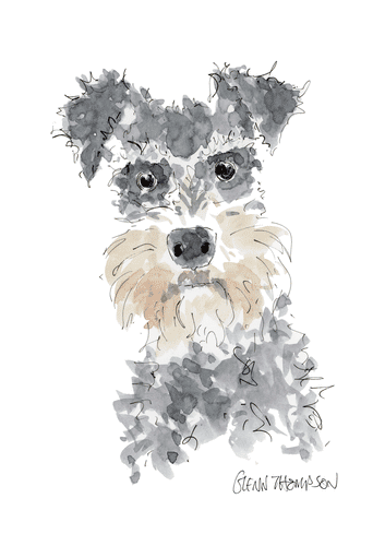 A Schnauzer watercolour by Glenn Thompson