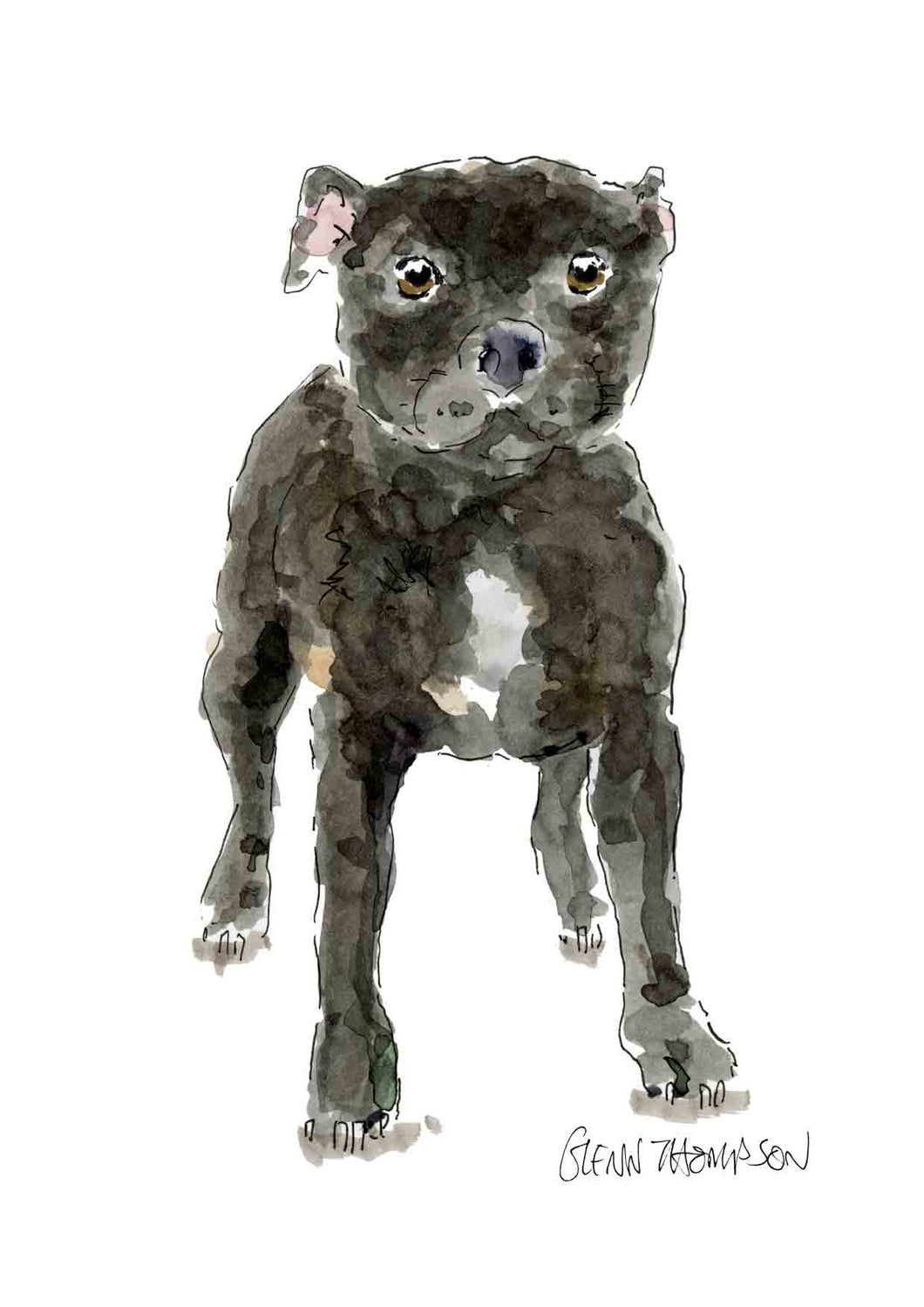 Staffordshire Bull Terrier a Glenn Thompson print