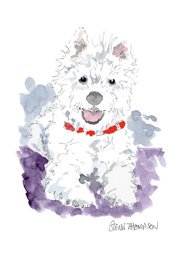 West Highland White Terrier watercolour by Glenn Thompson