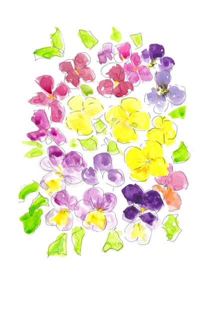 Colourful pansies