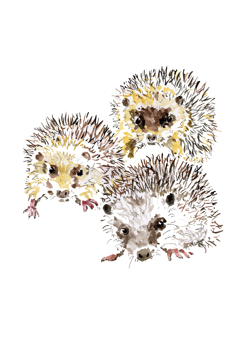 Hedgehogs a Glenn Thompson print