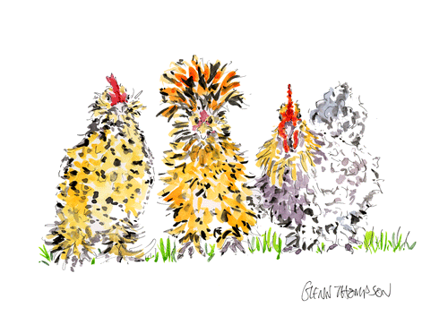 Fancy hens from Northern Ireland a Glenn Thompson print